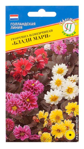 Георгина Блади Мари изменчивая  20шт/10/50