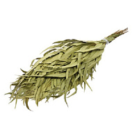 Веник эвкалиптовый