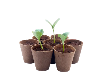 Товары для рассады