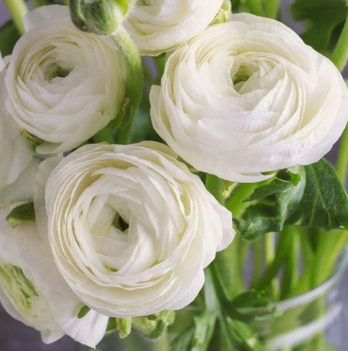Ранункулюс азиатский Вайт 10шт