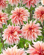 Георгина Лабиринт 1шт