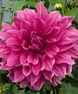 Георгина Эмори Паул (Эмори Пол) 1шт