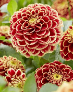 Георгина Джовей Хьюберт (Джоуи Хьюберт) 1шт