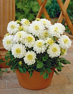 Георгина Галлери Арт Файр (Гэллери Арт Фейр) 1ш