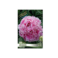 Пион Джакорма 1шт 2/3 /Paeonia Jacorma