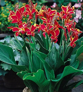 Канна Индика Люцифер карликовая 1 шт/ Canna lndica Lucifer