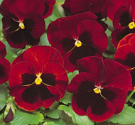 Виола Анютины глазки F1 красная с глазком 5шт  /10