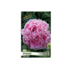 Пион Джакорма 1шт 2/3 /Paeonia Jacorma