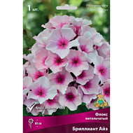 Флокс Бриллиант Айз 1шт метельчатый /Phlox paniculata Brilliant Eyes