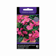 Бегония Бада Бинг Роуз вечноцветущая зеленолистная 15шт