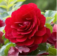 Бегония Дабл Дарк Ред 4/5  2шт