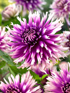 Георгина Тэйбл Дэнсер 1шт/Dahlia Table Dancer