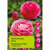 Лютик/ранункулюс азиатский Пинк 10шт 6/7