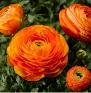 Гладиолус Аваланш/Алана 5 шт