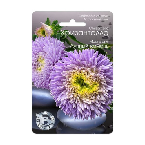 Астра Хризантелла Лунный камень 30шт