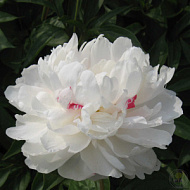 Пион молочноцветковый Красная звезда на снежном холме 1шт / Xue Shan Hong Xing/